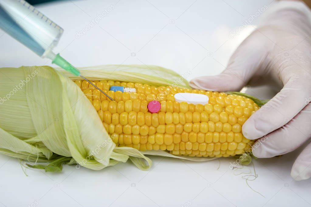 GMO test on corn