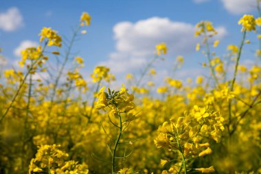 Sarı kanola alanıyla