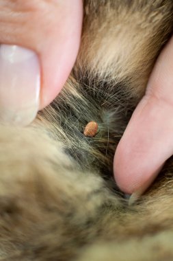 Evcil hayvan saç kene