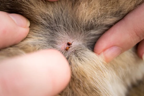 Danger pour nos animaux domestiques — Photo