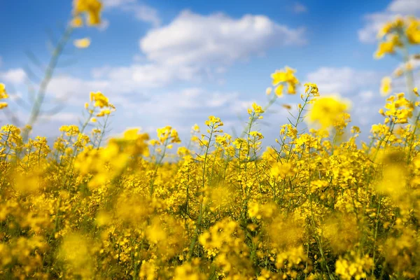 Fiori di colza nel campo — Foto Stock