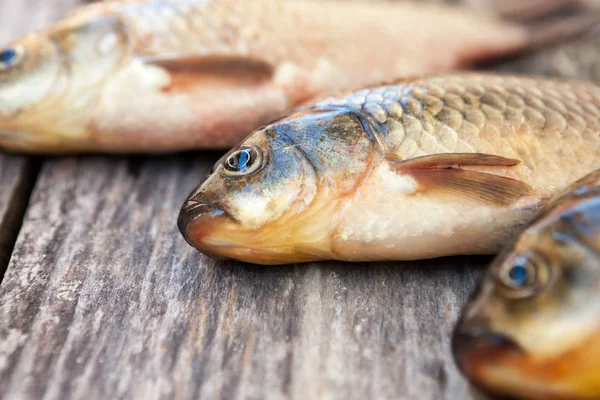 Fresh catch of crucian carps — Stock Image Fresh catch of crucian carps Royalty Free Stock Images