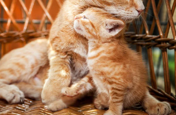 小さな子猫と母猫 — ストック写真