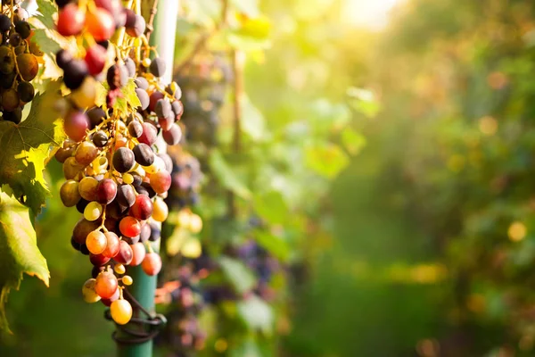 Солнечный день в винограднике — стоковое фото