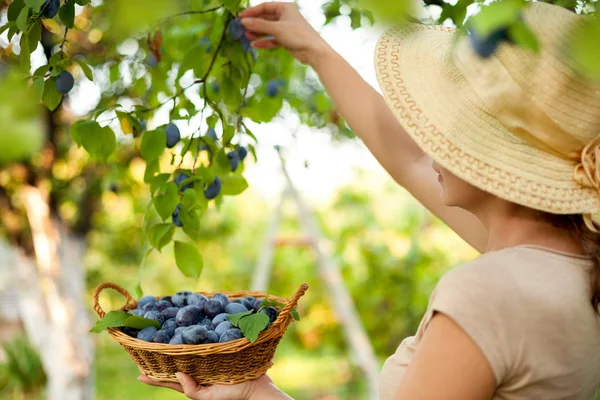 Campesina cosechando ciruelas — Foto de Stock