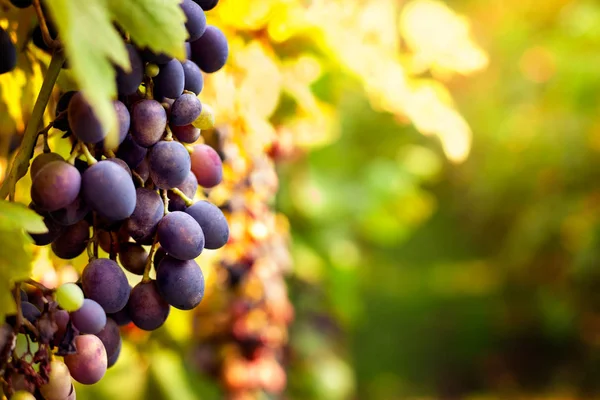 Виноград на ветке — стоковое фото