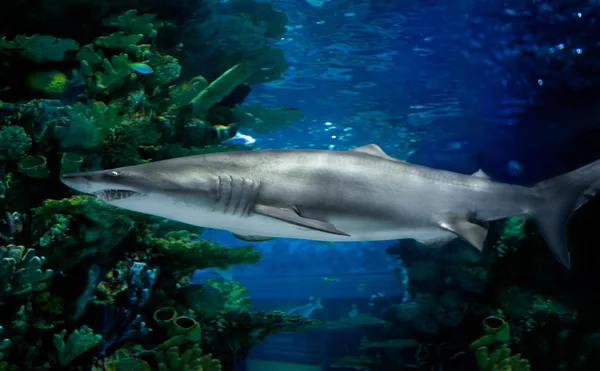 Büyük beyaz köpekbalığı