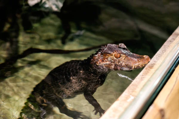 Crocodile dans l'eau — Photo