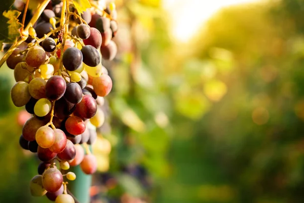 Raisins non mûrs dans le vignoble — Photo