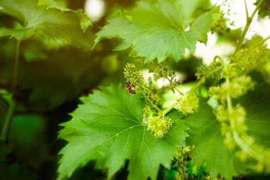 Yeşil yaprakları ve arı
