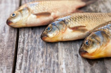 Carps bir taze yakalamak