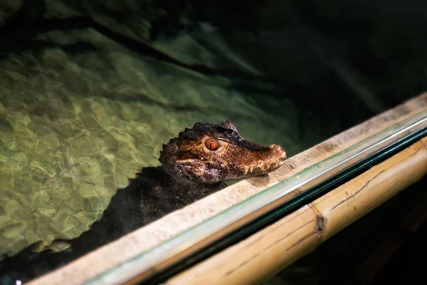 Jeune crocodile dans l'eau — Photo