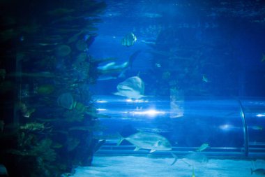 Köpekbalığı ve akvaryum balık