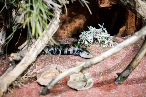 Lézard à rayures, Lézard alligator — Photo