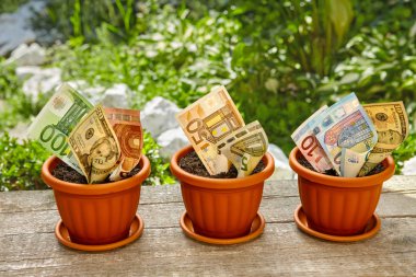 Parayı saksının içinde büyüyen