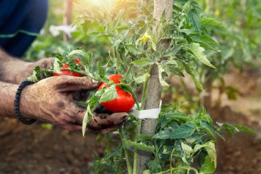 Bahçıvan elinde taze domates
