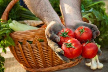 Domates kirli çiftçi elinde