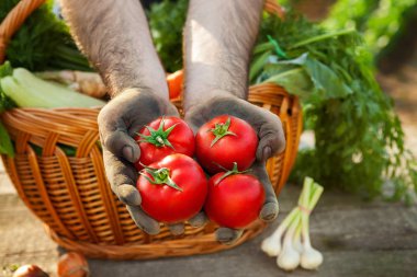 Domates elinde. Domates hasat.