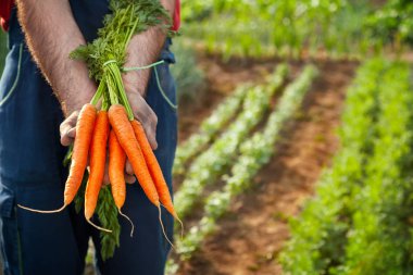 Çiftçi tutarak taze havuç