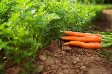 Yerde taze havuç var.