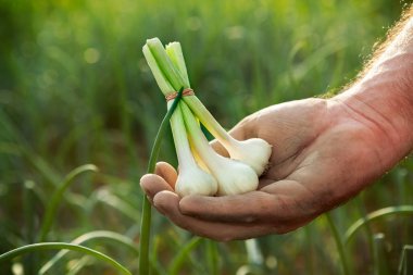 Çiftçi holding sarımsak elinde