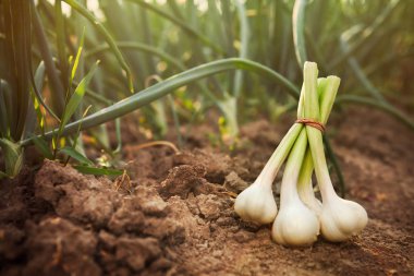 Taze sarımsak yere aldı