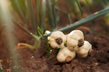 Yerde taze sarımsak var.