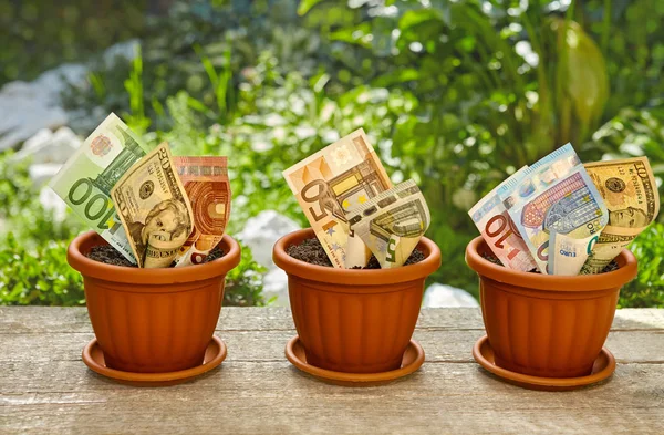 Saksı içinde büyüyen para faturaları