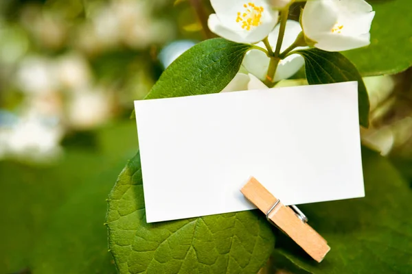 Primo Piano Carta Bianca Vuota Scrittura Testo Agganciato Foglia — Foto Stock