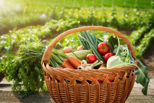 Hälsosamma ekologiska grönsaker i korg — Stockfoto