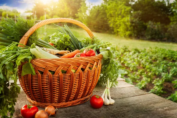 Mieszane warzywa w koszyku na stół ogrodowy — Zdjęcie stockowe