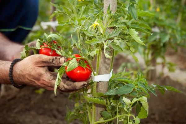 Petani memegang tomat di tangannya — Stok Foto