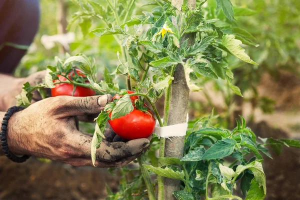 Farmer mains tenant tomate fraîche — Photo