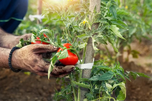 Bahçıvan elinde taze domates