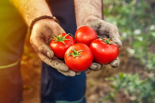 Memilih tomat di tangan tukang kebun — Stok Foto