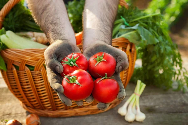 Domates elinde. Domates hasat.