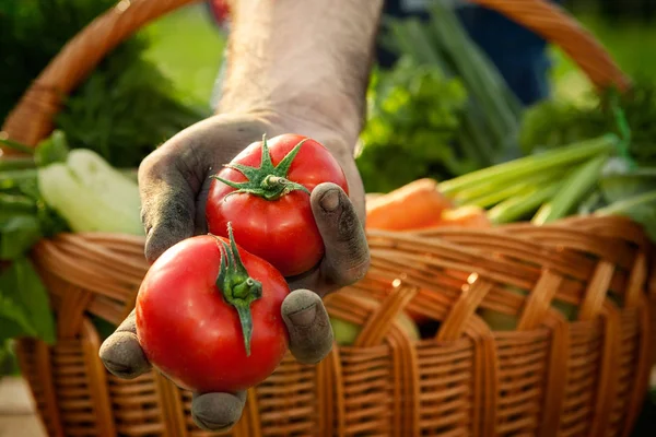 Çiftçinin elinde taze domates