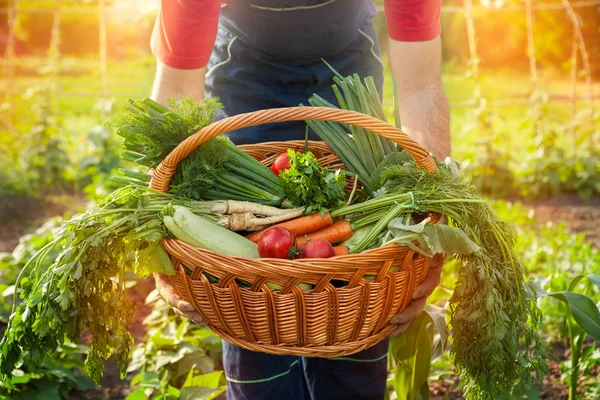 Petani memegang keranjang dengan sayuran — Stok Foto