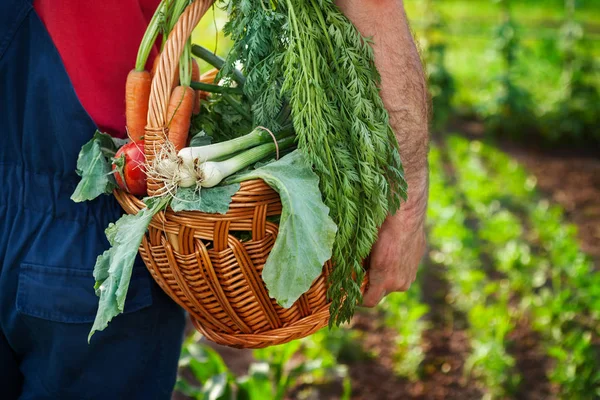 Petani membawa keranjang dengan sayuran — Stok Foto