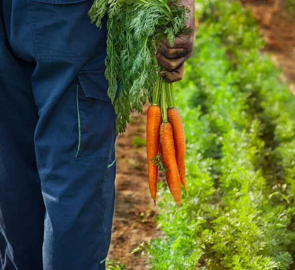 Çiftçilerin elinde taze havuç