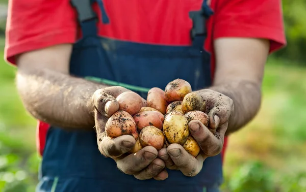 Picked potato in hands of gardener — Stock Photo, Image