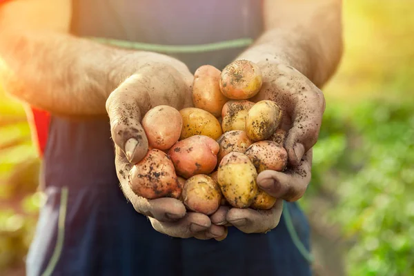 Fresh ziemniak w ręce. — Zdjęcie stockowe