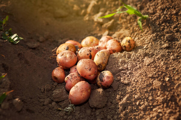 Fresh potato on garden ground