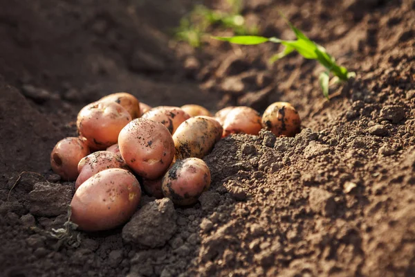 Bahçe yerde yatan patates