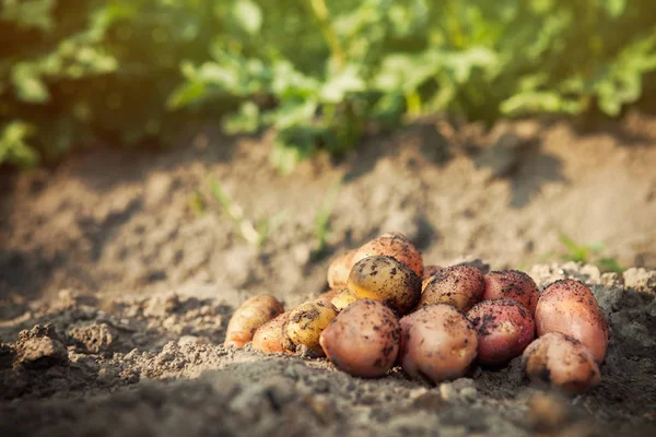 Çiğ patates zemin zemin üzerine. Patates hasat.