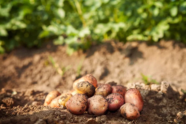 Patates Bahçe yere aldı