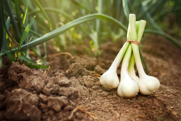 Yere çekilen sarımsak