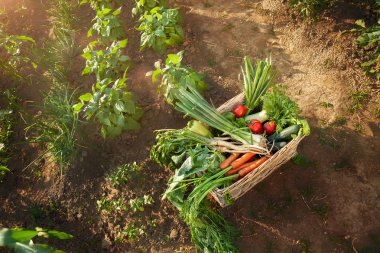 Sebze ile hasır kutu