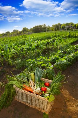 Sebze bahçesinde ile dolu sepet