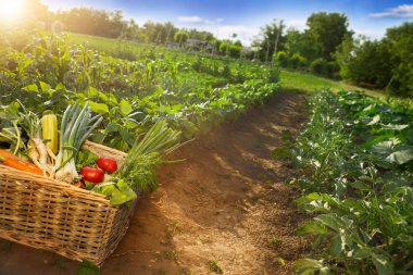 Zeminde karışık sebze sepeti